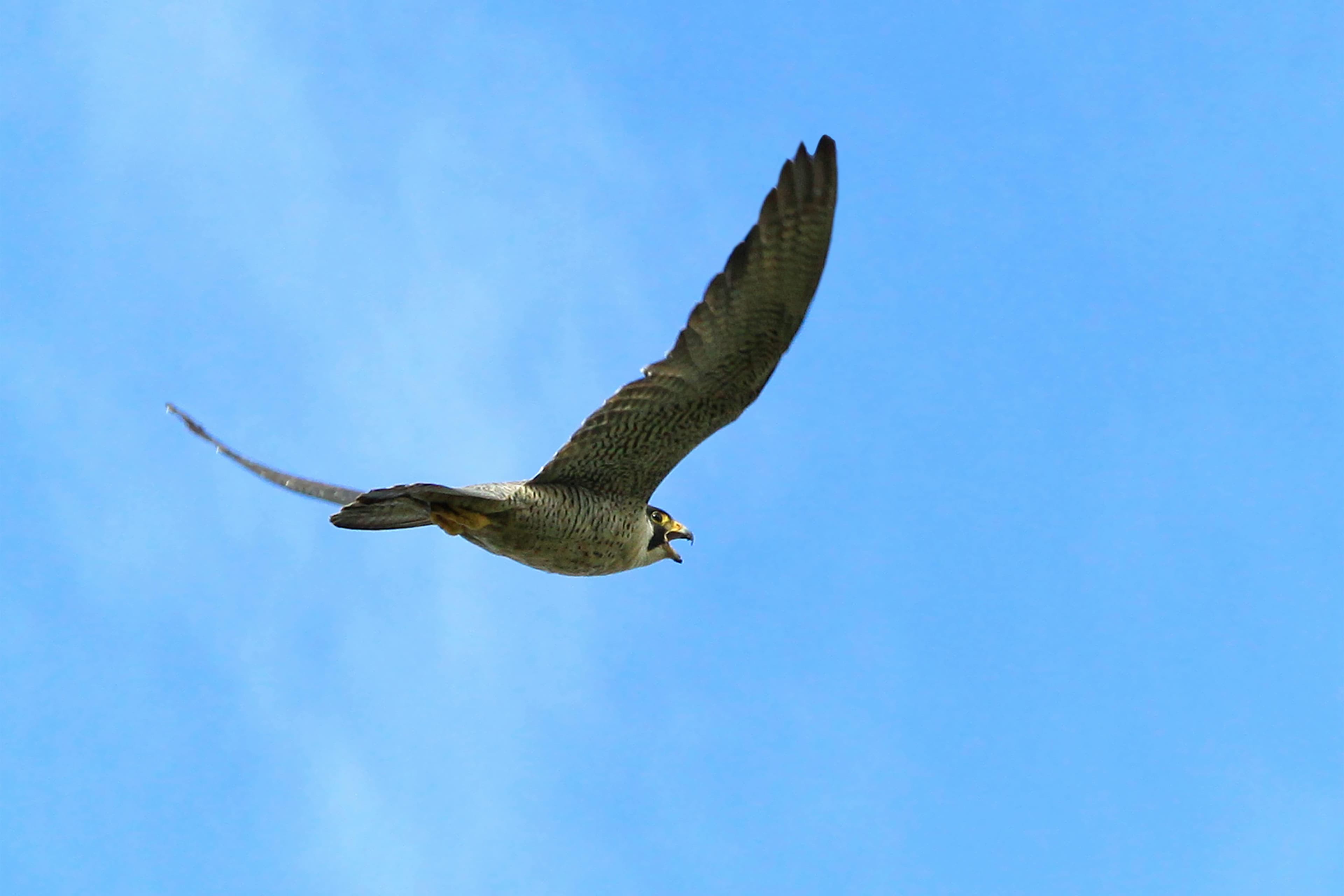 Peregrine falcon - symbolizing speed, precision, and care